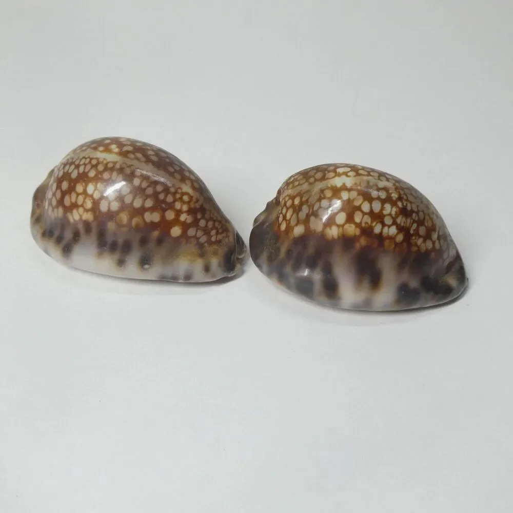 2 Mauritia Maculifera Blotched Cowry Shells Spotted 2.5